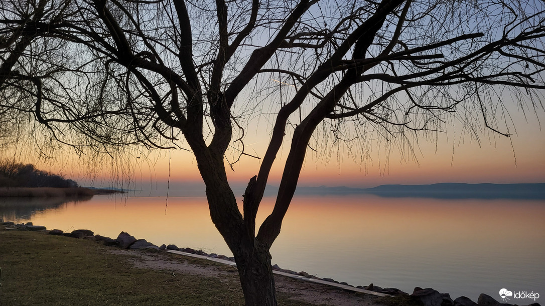 Meztelen fa a vízparton