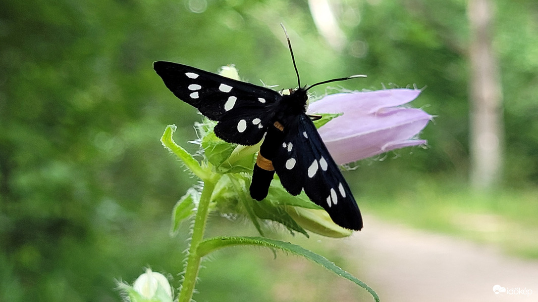 Változékony csüngőlepke