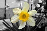 Narcissus