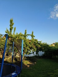 Szentes
