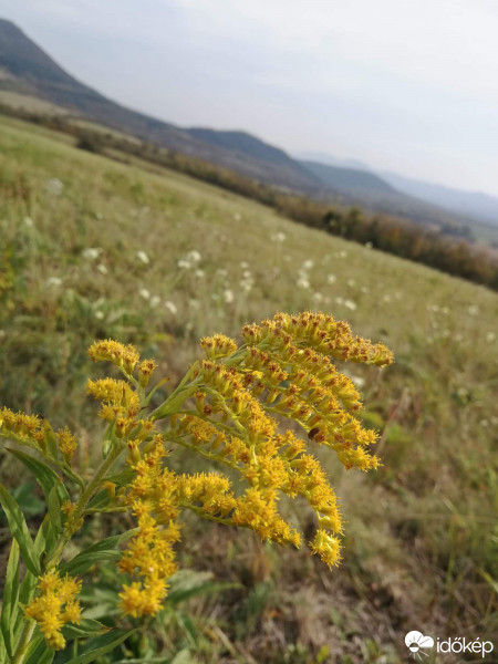 Gyula