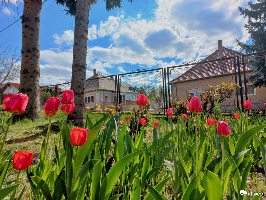 Tavaszi szépségek.
