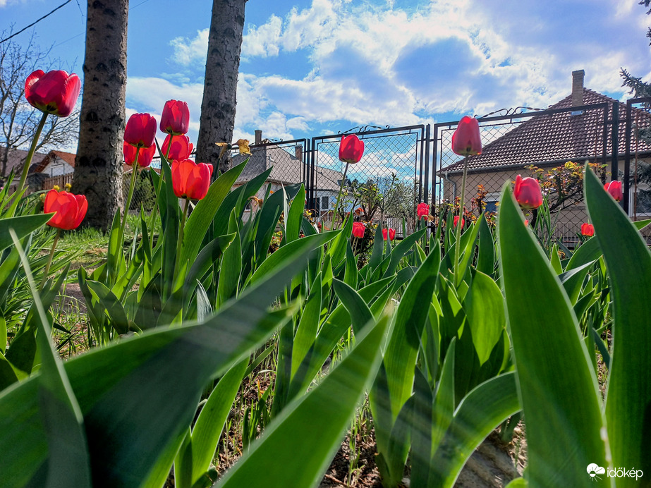 Tavaszi szépségek 2.