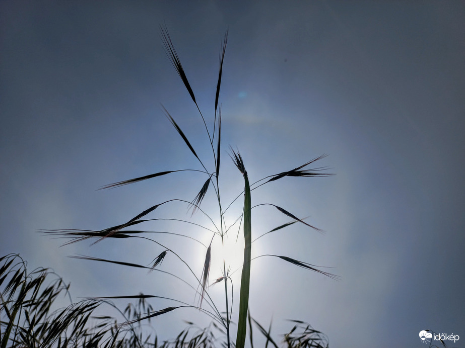 Délutáni naphaló 2.