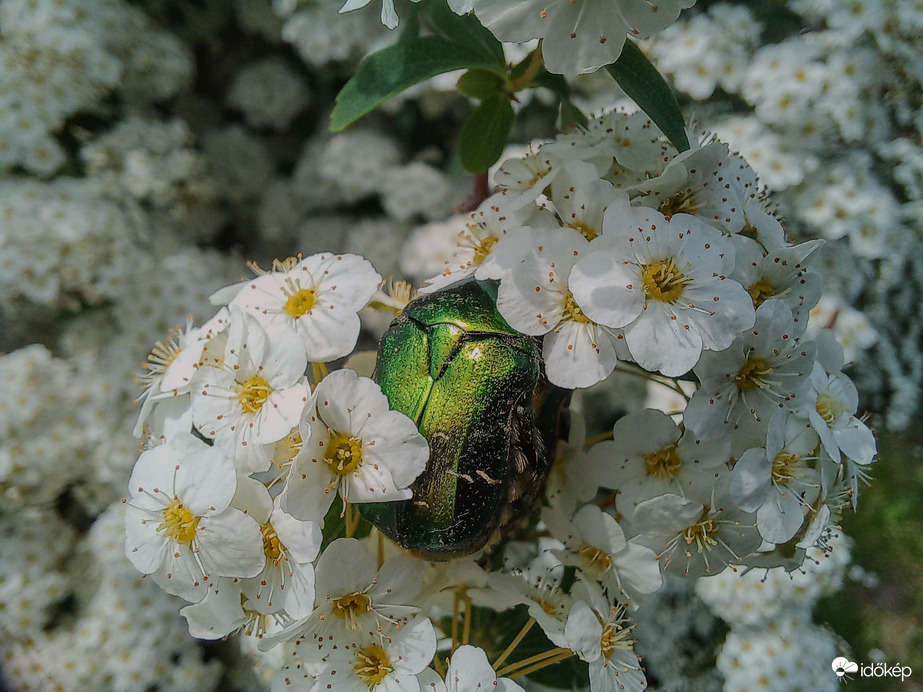 Bogár a virágok között. 