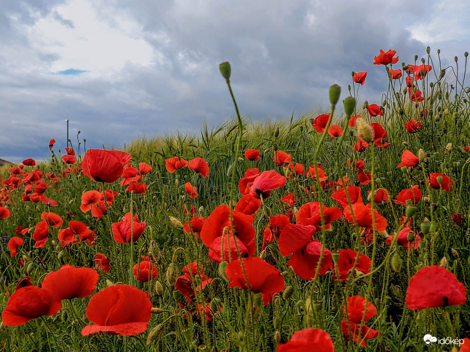 Pipacsok társaságában. 