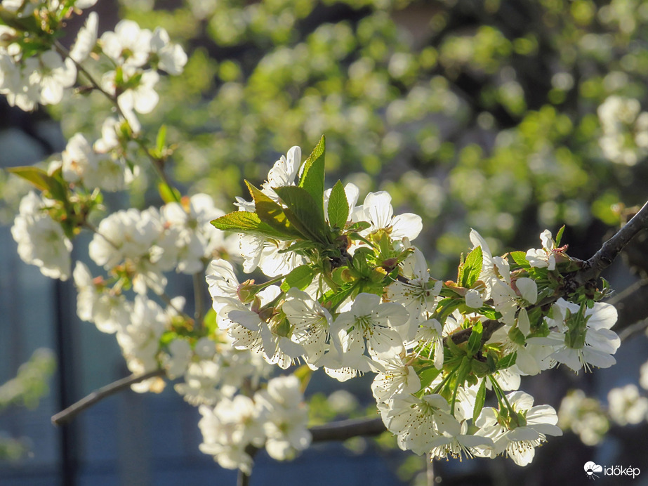 Virágzó természet. 