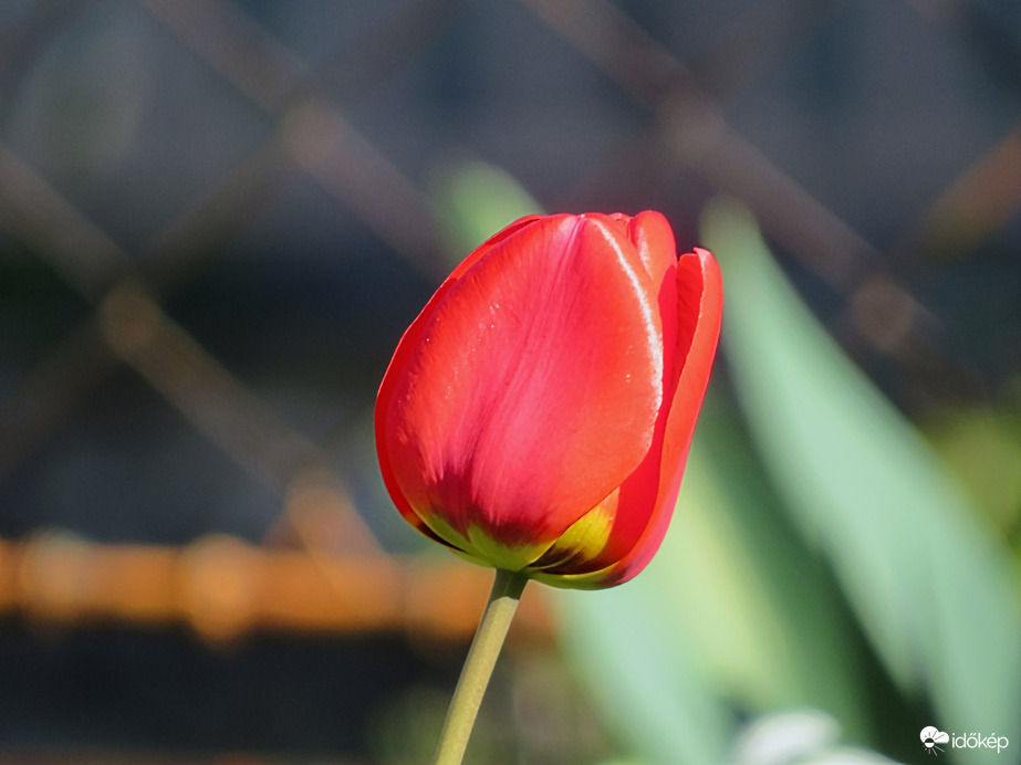 Tavaszi tulipánok 3.