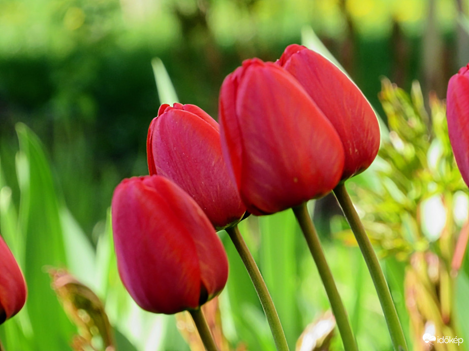 Tavaszi tulipánok 2.