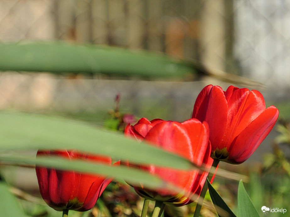 Tavaszi tulipánok. 