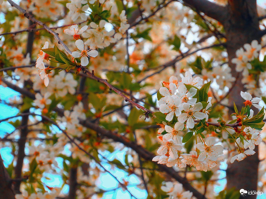 Virágzó fák között 2.