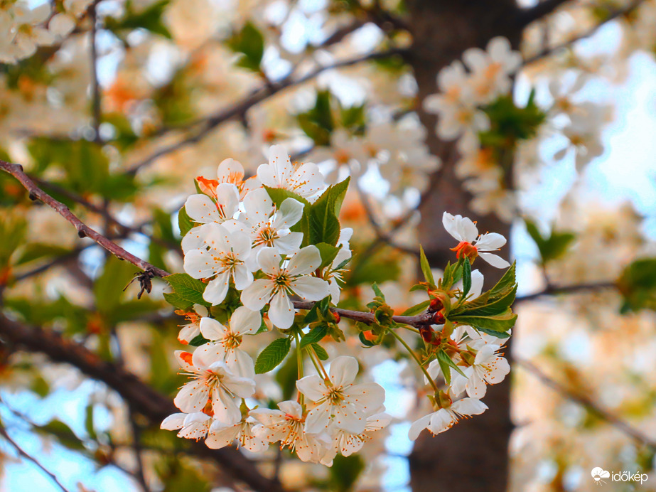 Virágzó fák között. 