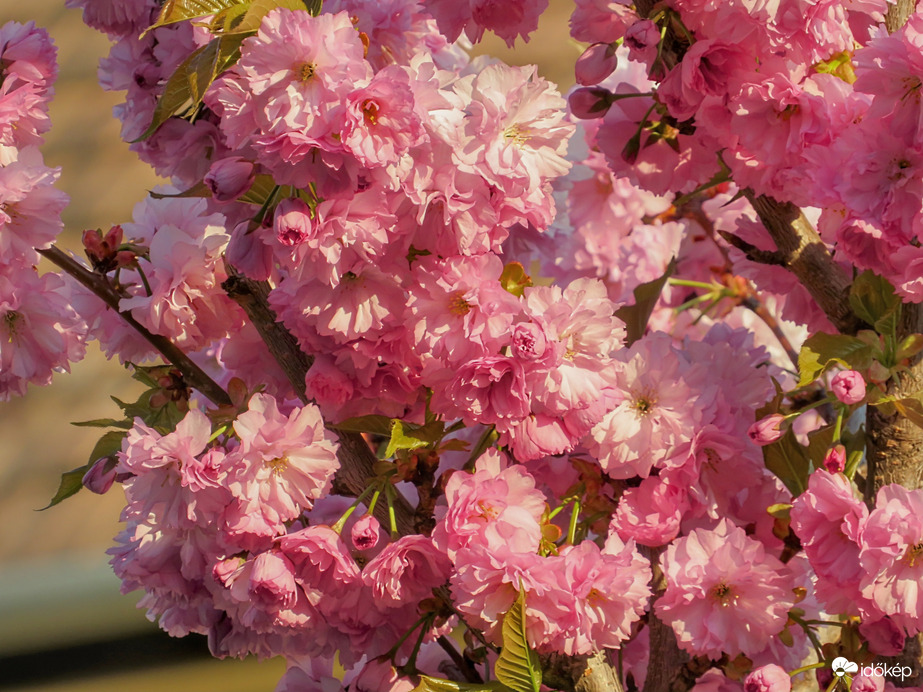 Tavaszi napsütésben 2.