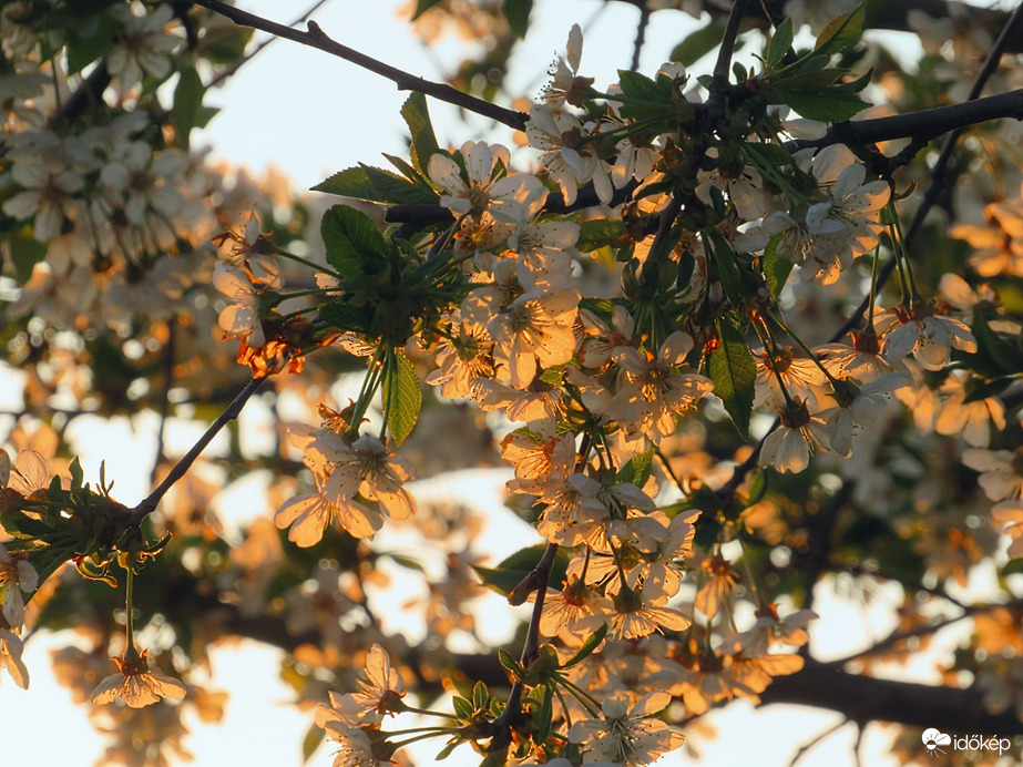 Tavaszi színek. 
