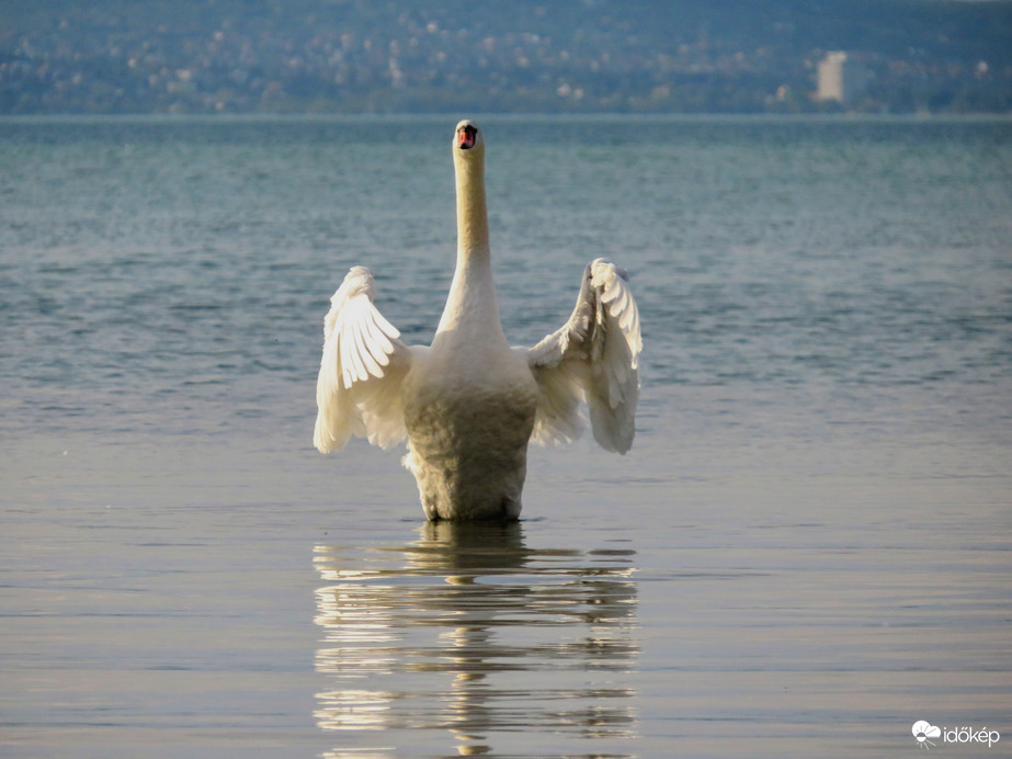 Esti hattyútánc. 