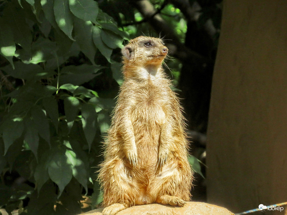 Őrszem az állatkertben...