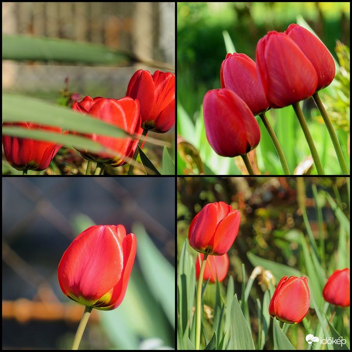 Tavaszi tulipánok, kollázs. 
