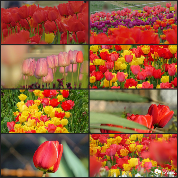 Minden kedves Édesanyának Boldog Anyák Napját kívánok!