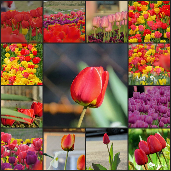 Tavaszi tulipánok, kollázs. 