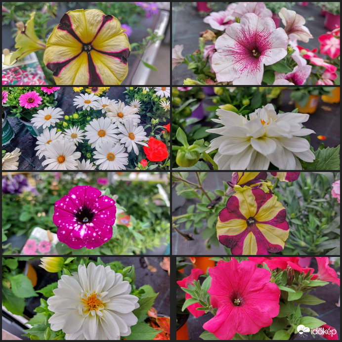 Virágok között,kollázs. 