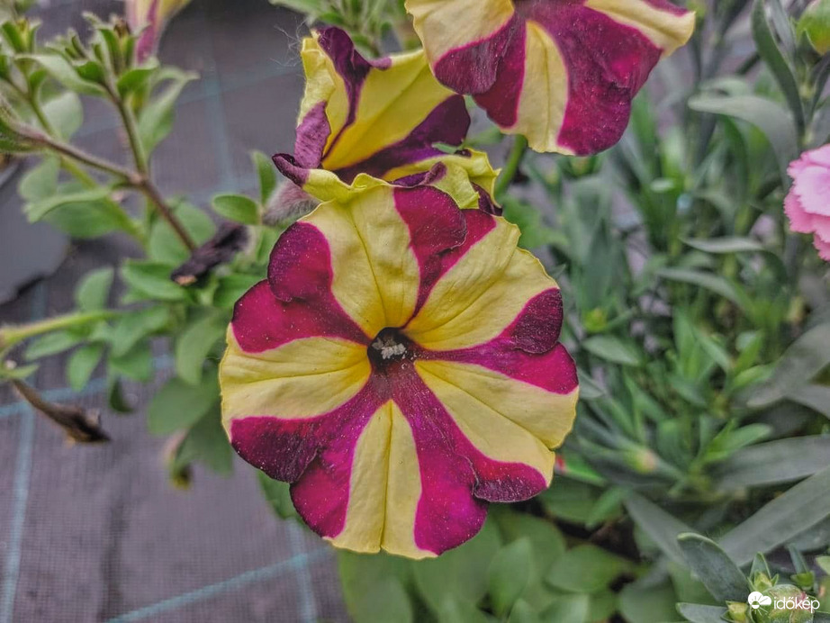 Virágok között 3.