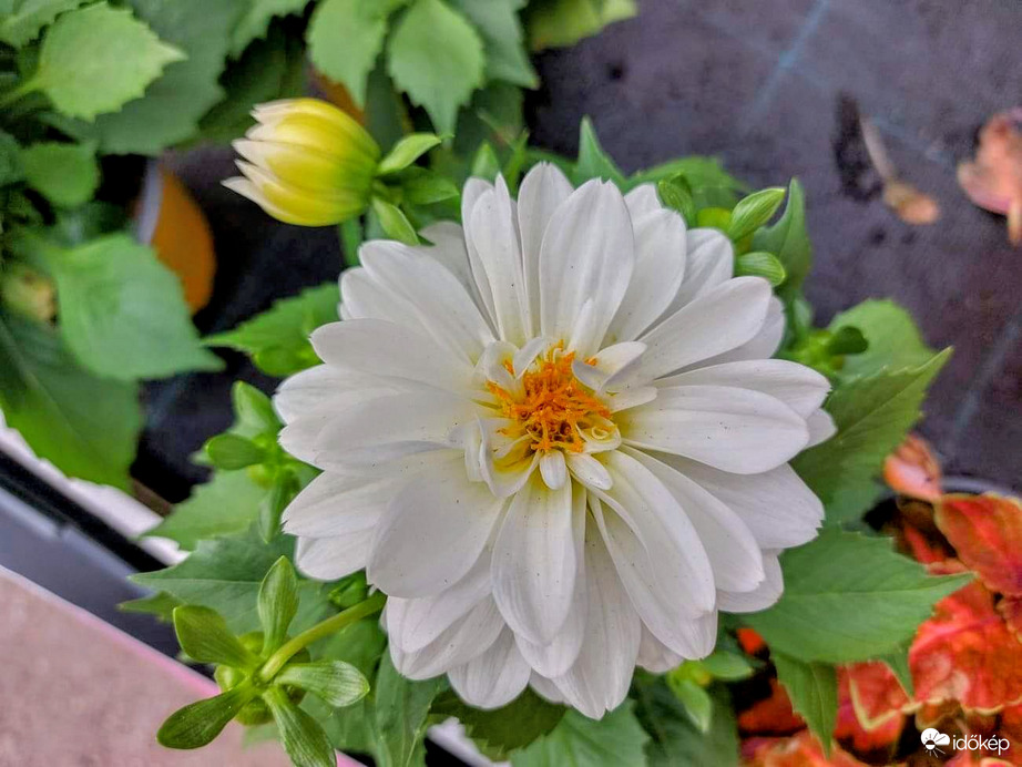 Virágok között 4.