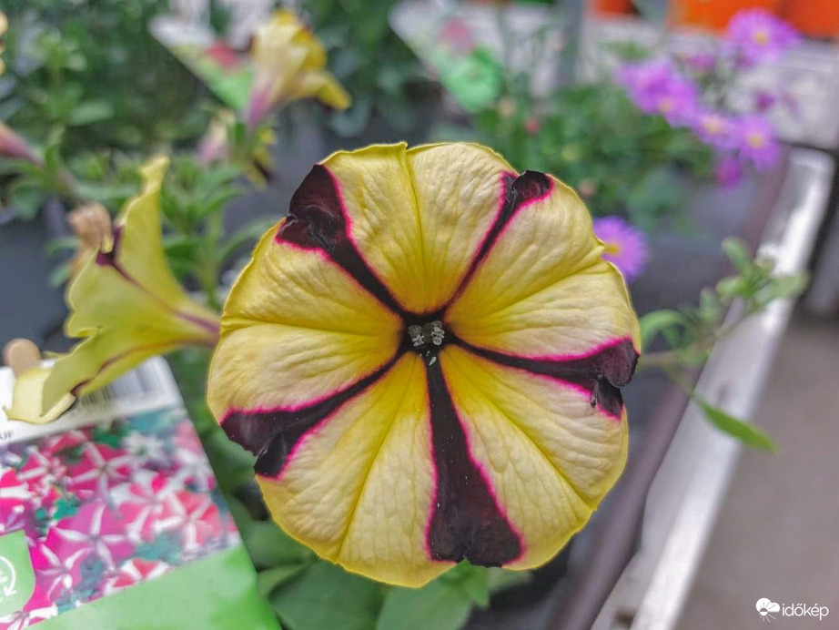 Virágok között 2.