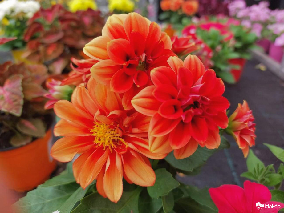 Virágok között 6.