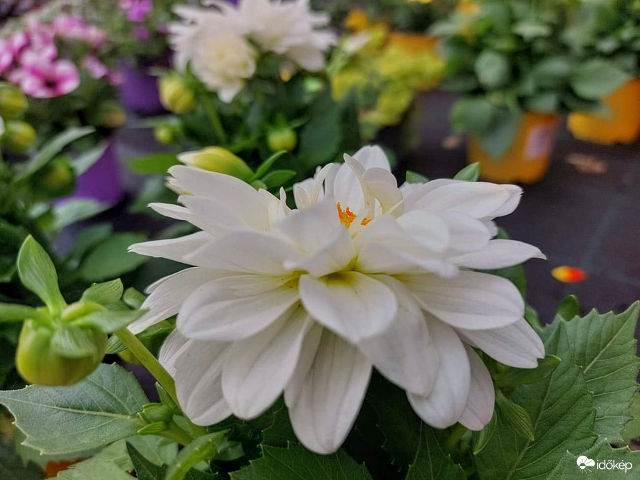 Virágok között 5.