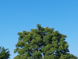 Vác