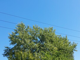 Vác