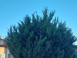 Vác
