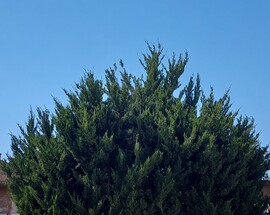 Vác