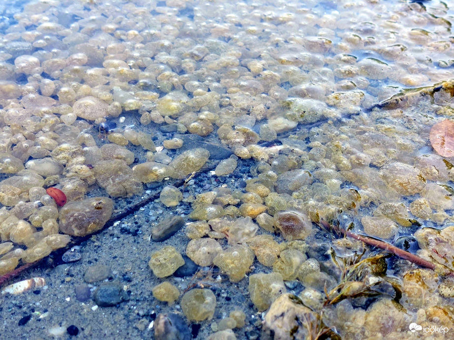 Mi ennek a pontos neve? Segítsetek!