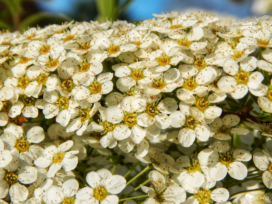 Hamvas gyöngyvessző