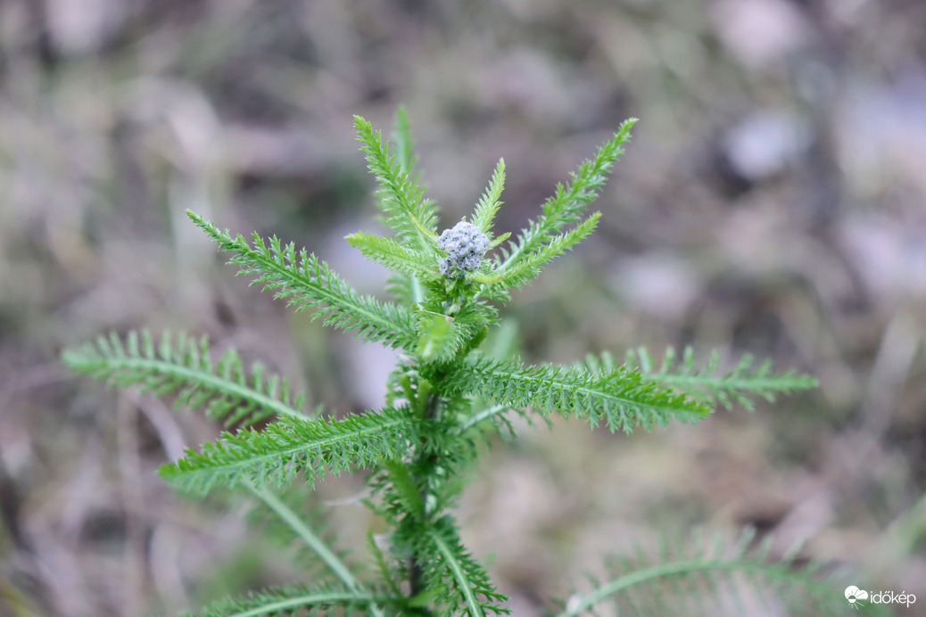 Töretlen lendülettel 