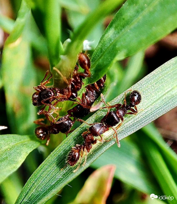 Csak azt nem tudom miért szőrös a hangya feneke?