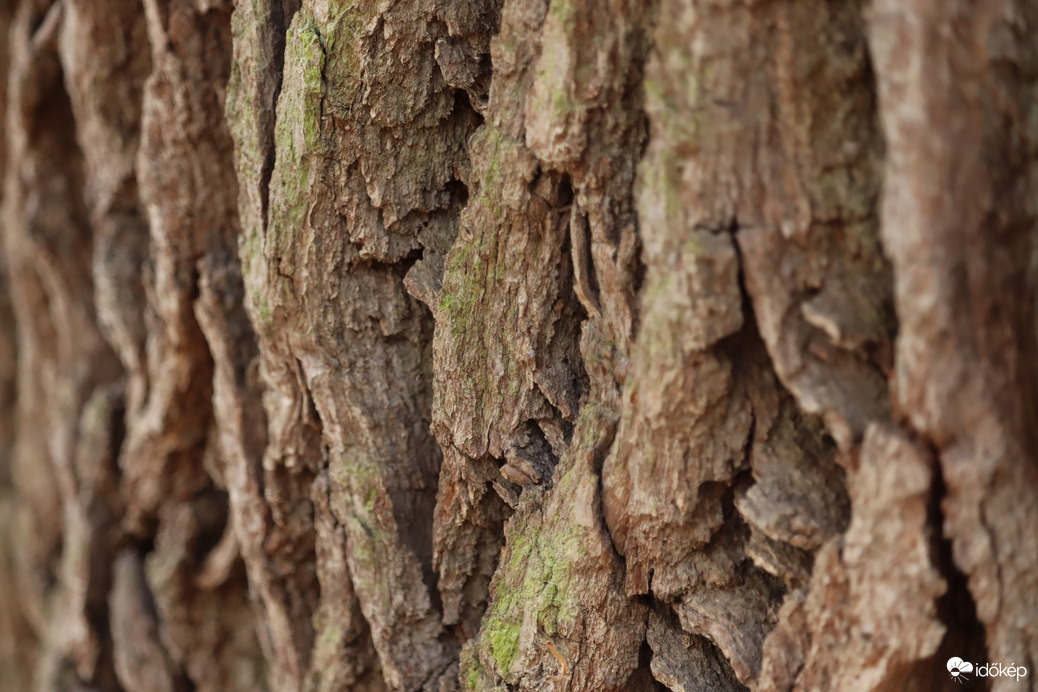 Az öreg kocsányos 5.