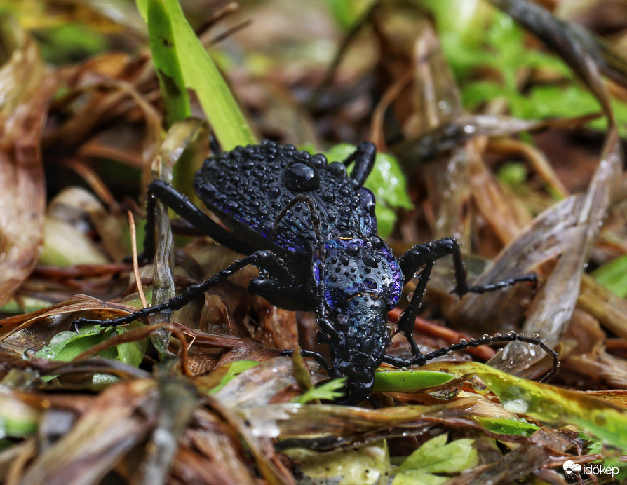 Aranypettyes futrinka