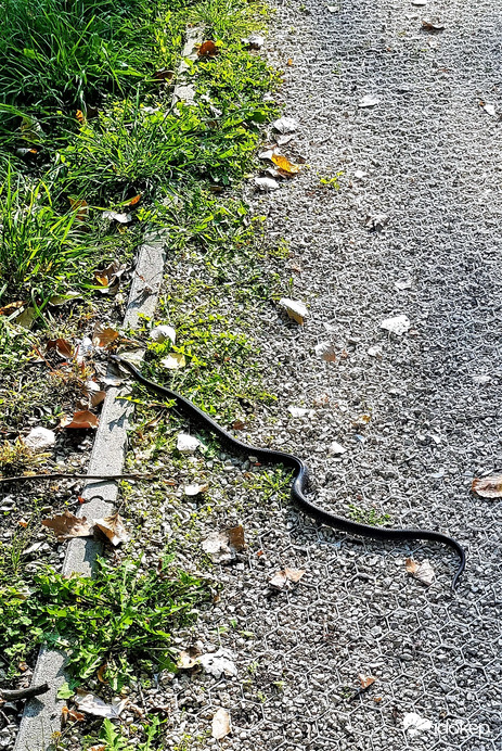 megzavartam a napozásban