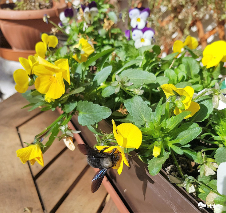 fadongó februárban!