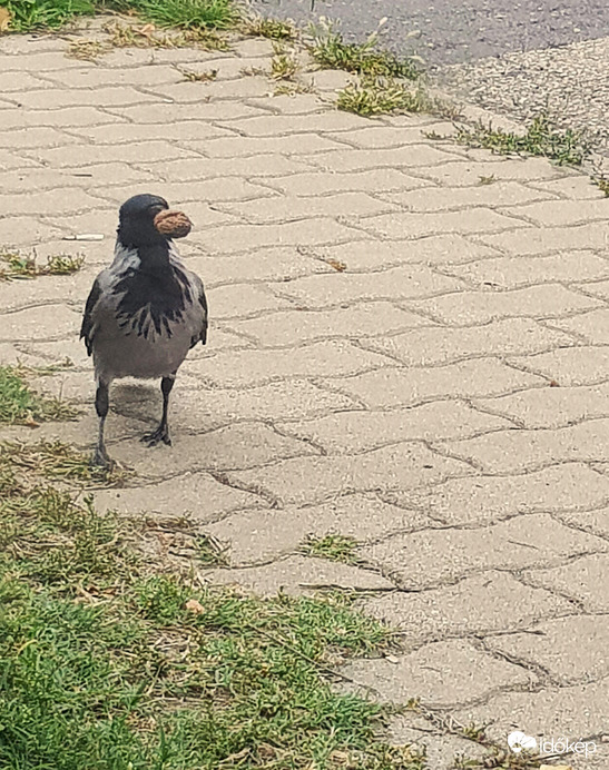 ez már az enyém!