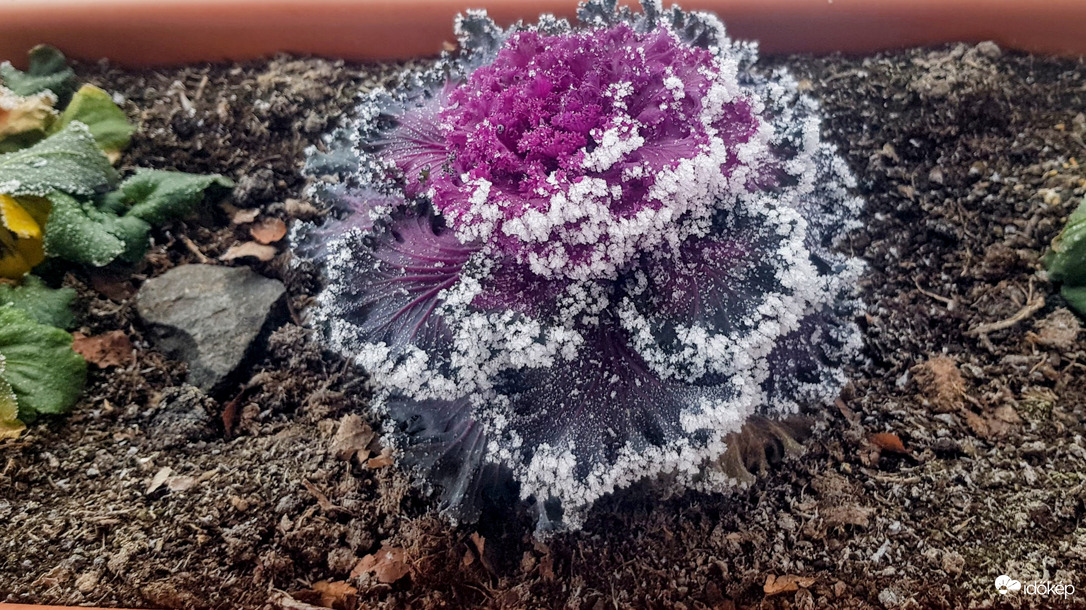 a megdermett káposzta