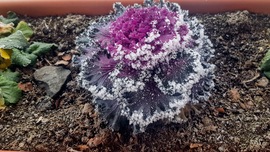 a megdermett káposzta