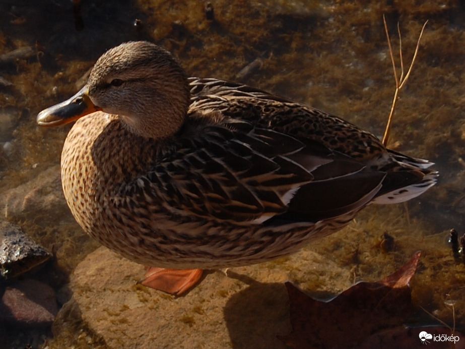 amikor sütött a nap...