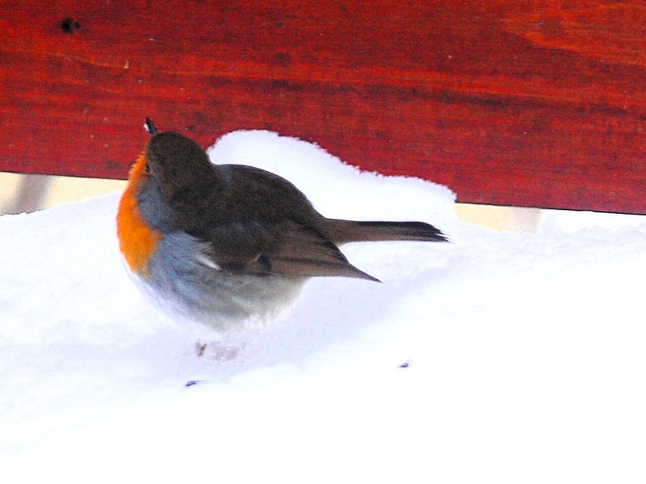 potyognak a magok, összeszedem