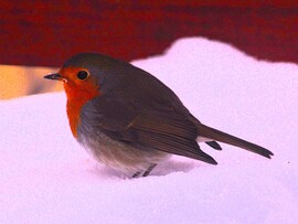 kisgömböc a hóbuckán