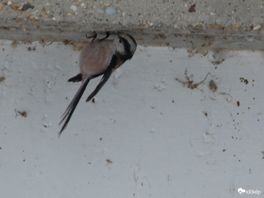 bogarat kereső őszapó