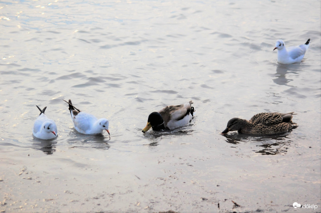 békésen egymás mellett
