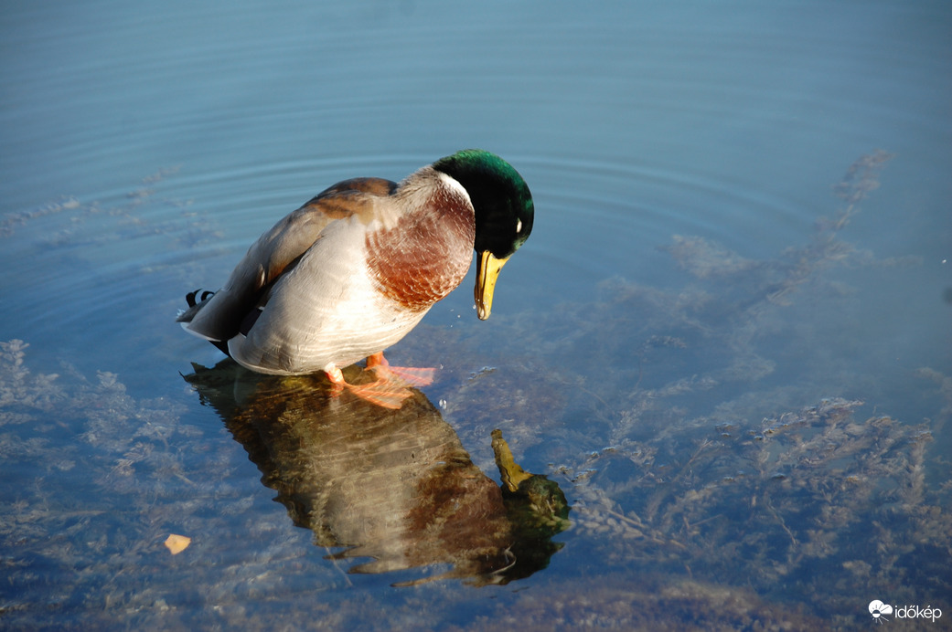 Nahát! Ez én lennék?